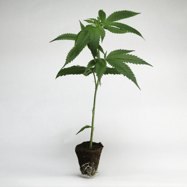 Cannalope Haze DNA Genetics Seeds