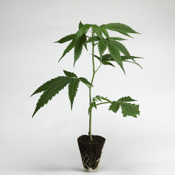 Studio54 Cali Weed
