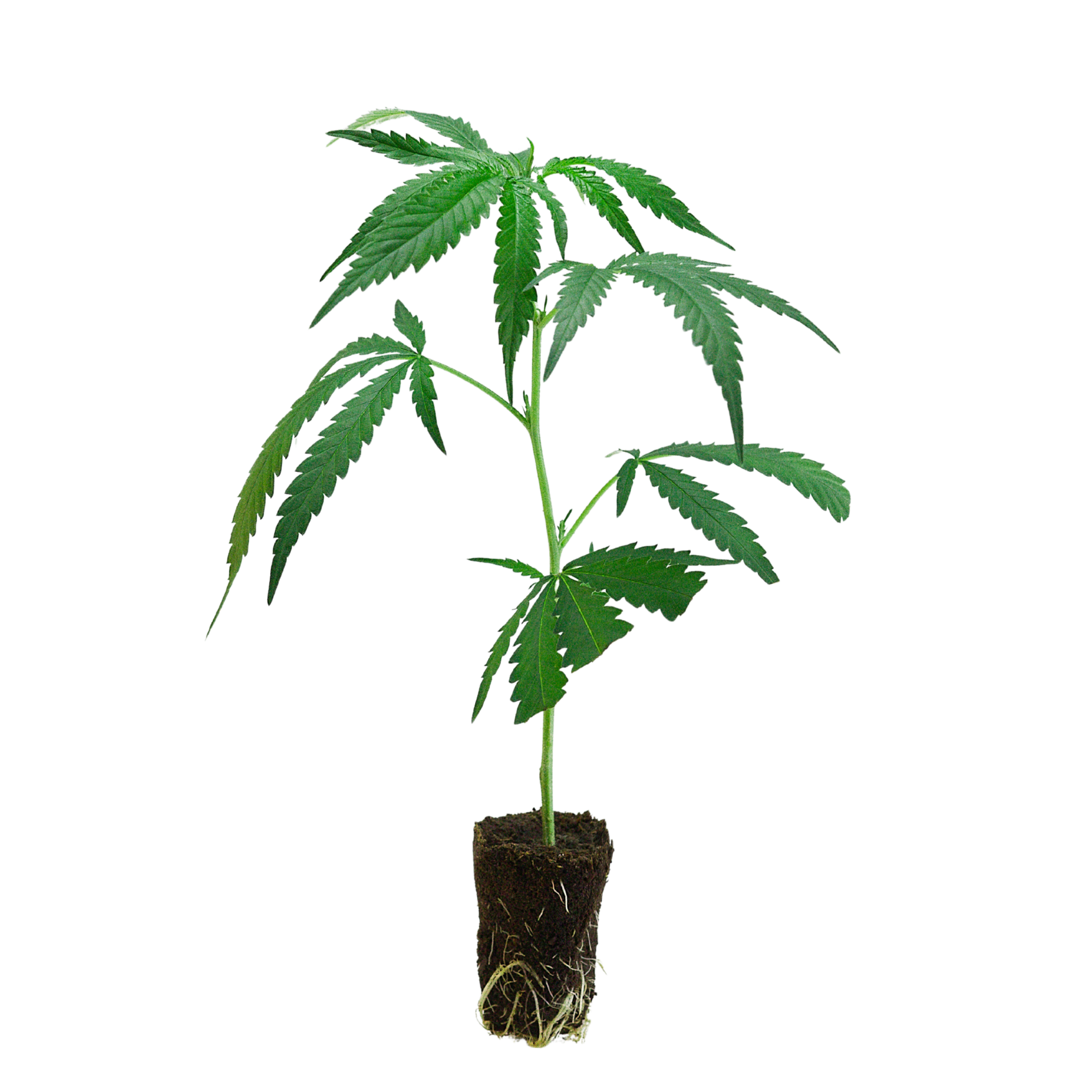 Cannabis Stecklinge & Samen kaufen Premium Deutschland