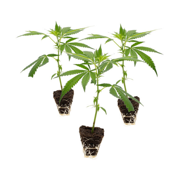 3xcali-weed-steckling-set-kaufen-onlineshop-cannabis-jungpflanzen