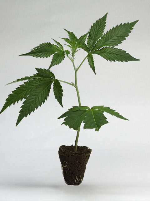 Homegrow Cannabis kaufen