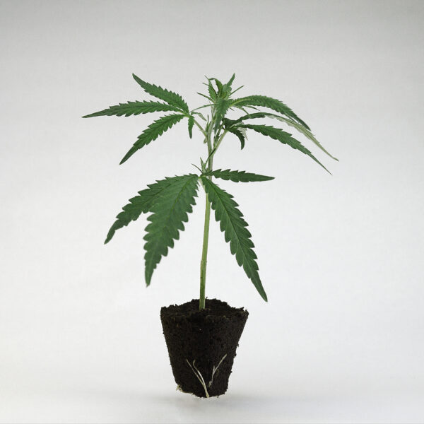 Jumpshot Cali Weed Grounded Genetics