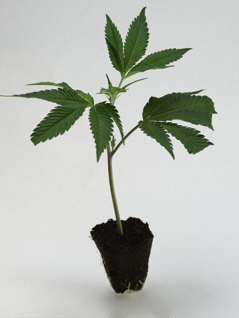 London-Mint-Cake TH Seeds Steckling Onlineshop