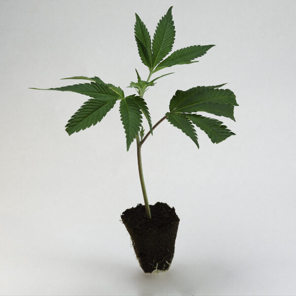 London-Mint-Cake TH Seeds Steckling Onlineshop